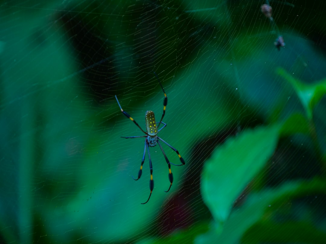 Costa Rica in May: Green Season Proper, Whale Season Opens, and the Country Goes Lush