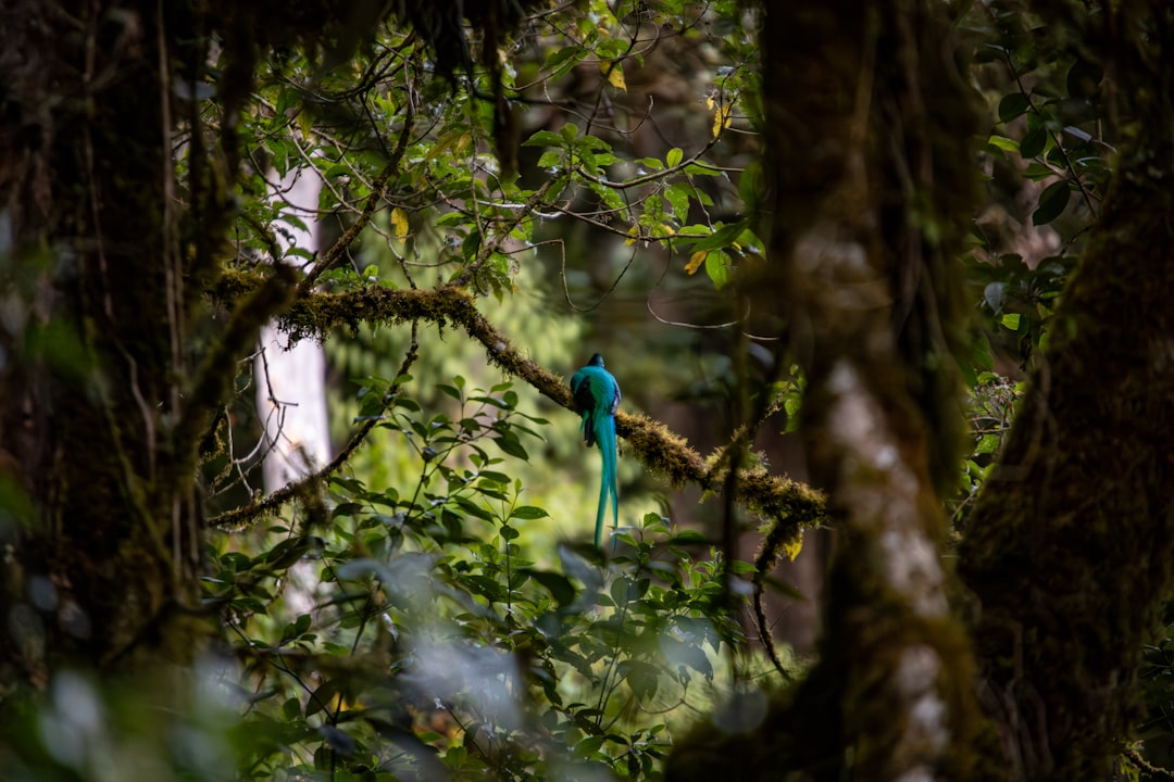 Monteverde & Santa Elena Guide: Cloud Forest, Zip-Lines & Quetzals