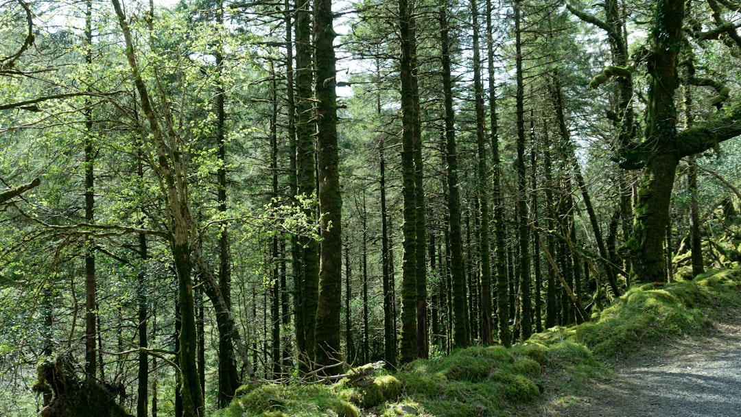 Ireland in March: St. Patrick's Day, Spring Arrives, and the Country Goes Green