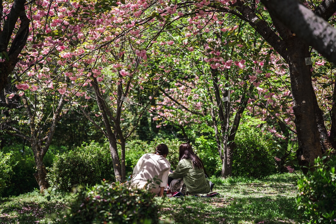 Uji: Kyoto's Matcha Capital and the Byodoin