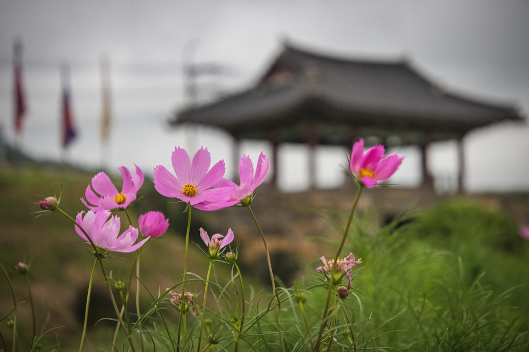 Changdeokgung Palace and the Secret Garden