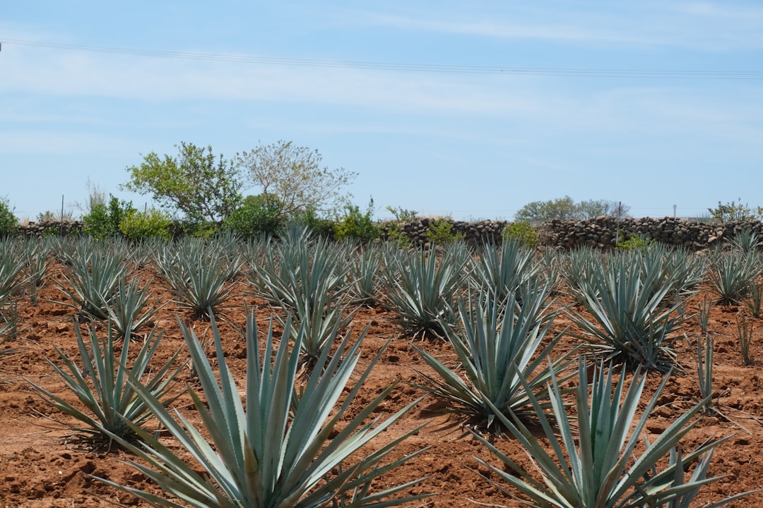 Day Trips from Guadalajara for World Cup 2026