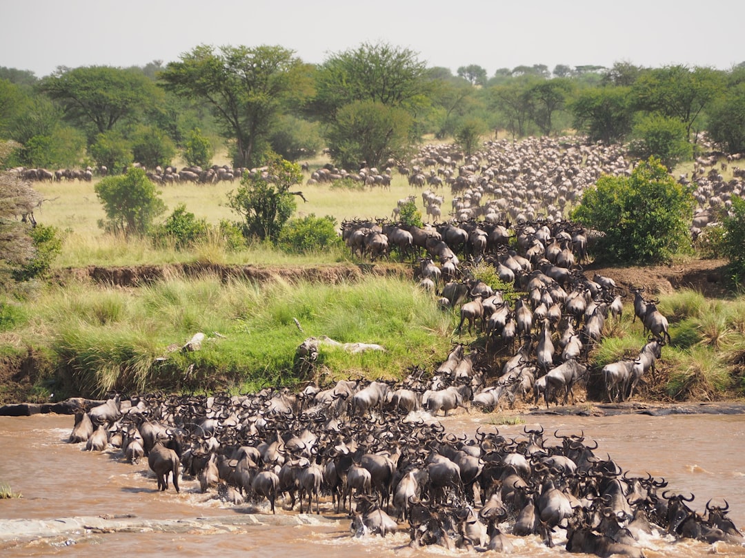 Tanzania in August: Mara Crossings Peak, Wildebeest in Kenya, Dry Season Maximum
