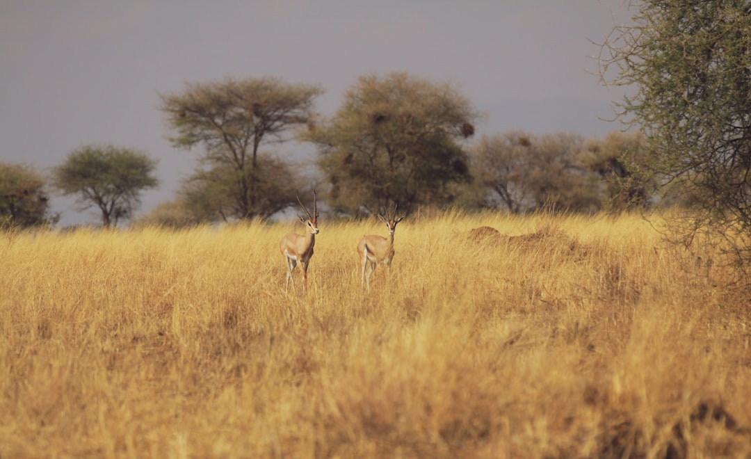 Best Time to Visit Tanzania: Month-by-Month Safari Guide
