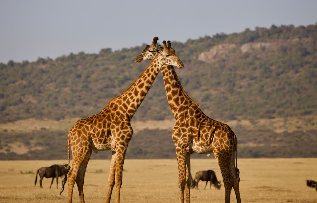 Tanzania in December: Zanzibar Peak Season, Pre-Calving Serengeti, Christmas Safari