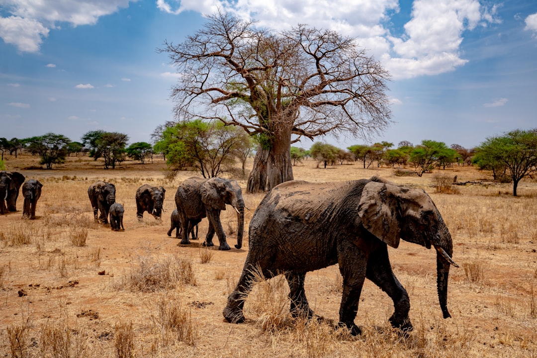 Tanzania in February: Calving Peak, Sauti za Busara, and the Last Dry Weeks