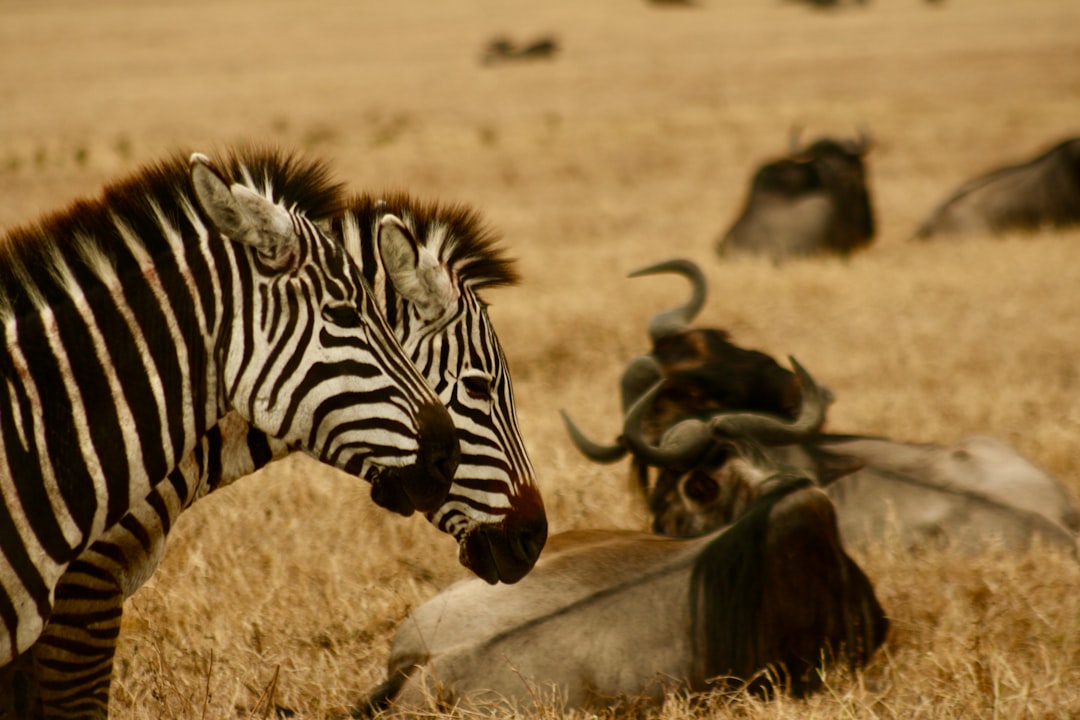 First Time in Tanzania? Everything You Need to Know