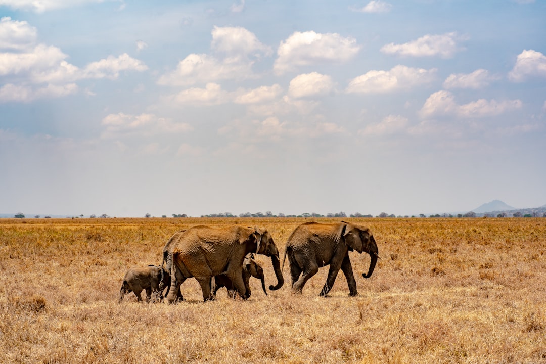 Tanzania in January: Short Dry Spell, Ngorongoro at Its Greenest, Zanzibar in Season