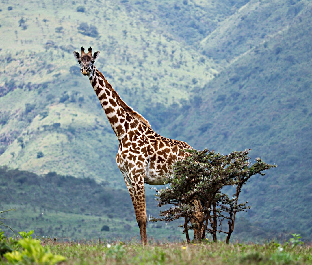 Kilimanjaro Climbing Guide: Routes, Preparation & What to Expect