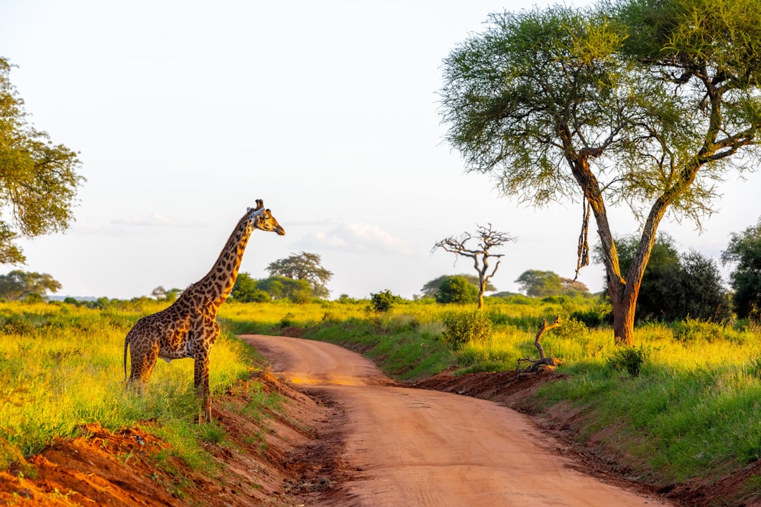 Tanzania in May: Rains Ease, Camps Reopen, and the Best Value Safari Window