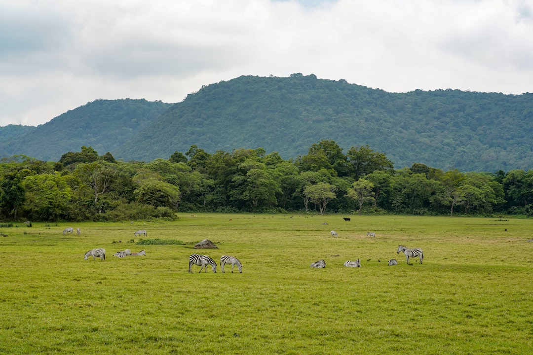 Ngorongoro Crater Guide: The World's Largest Intact Caldera
