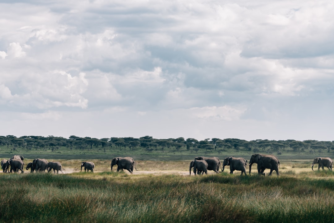 Tanzania in November: Short Rains, Green Season Begins, and the Cheapest Safari Weeks