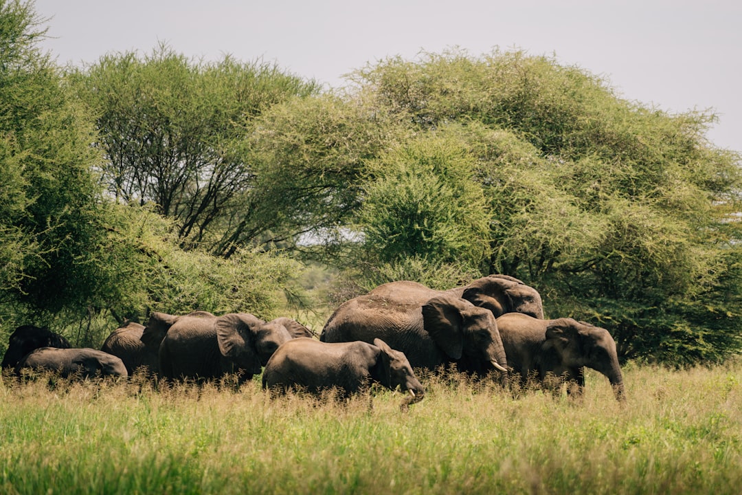 Tanzania in October: Migration Returns South, Zanzibar Peaks, Shoulder Season Deals