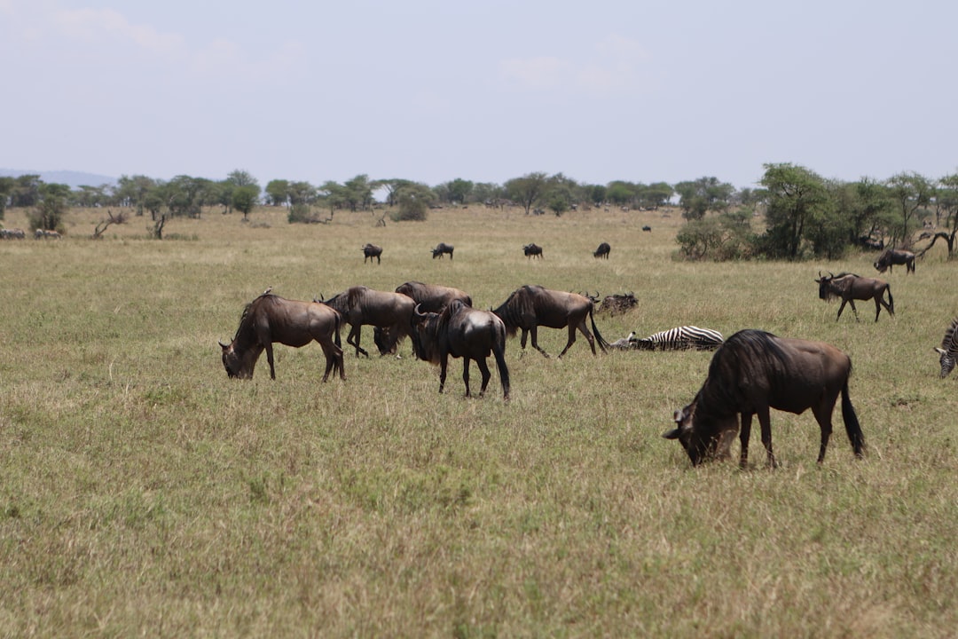 Tanzania in September: Late Migration, Zanzibar Season Opens, and Shoulder Season Prices
