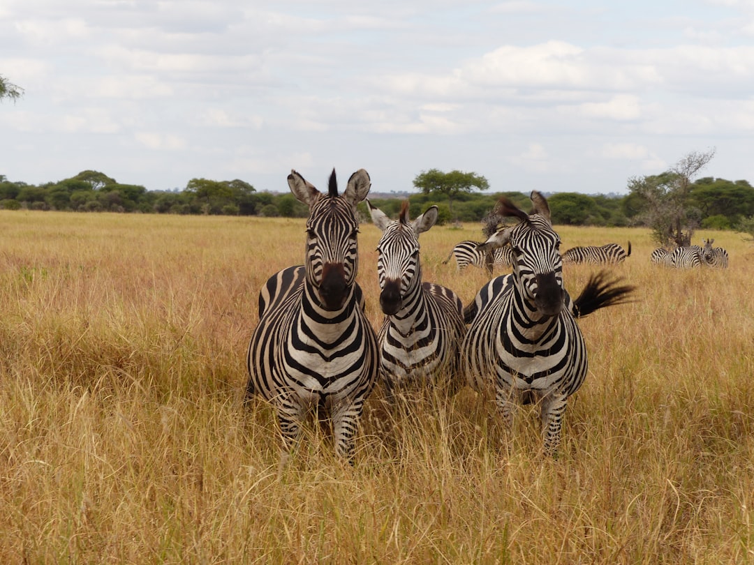 Serengeti Safari Guide: The Great Migration, Parks & Planning