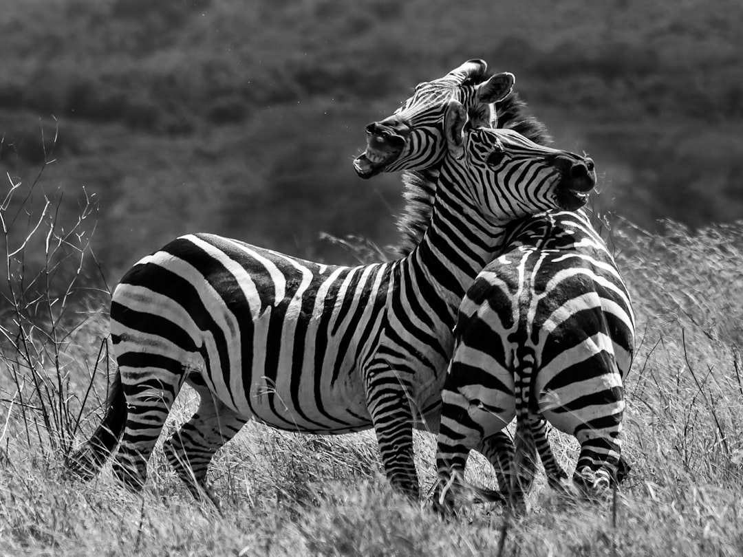 Tarangire National Park: Elephants, Baobabs & the Dry Season Safari