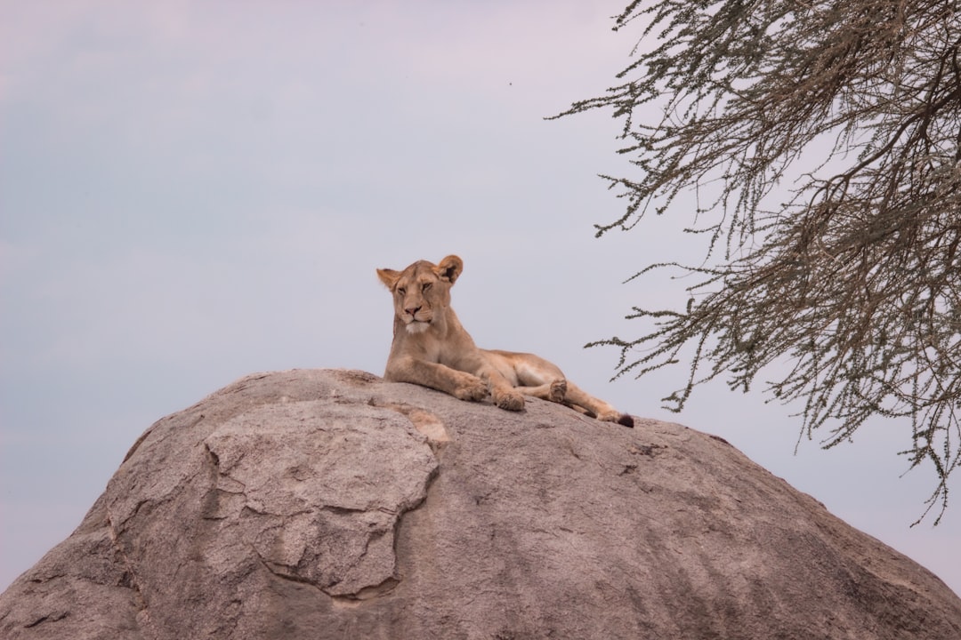 Tanzania Safari Budget: How Much Does Tanzania Actually Cost?